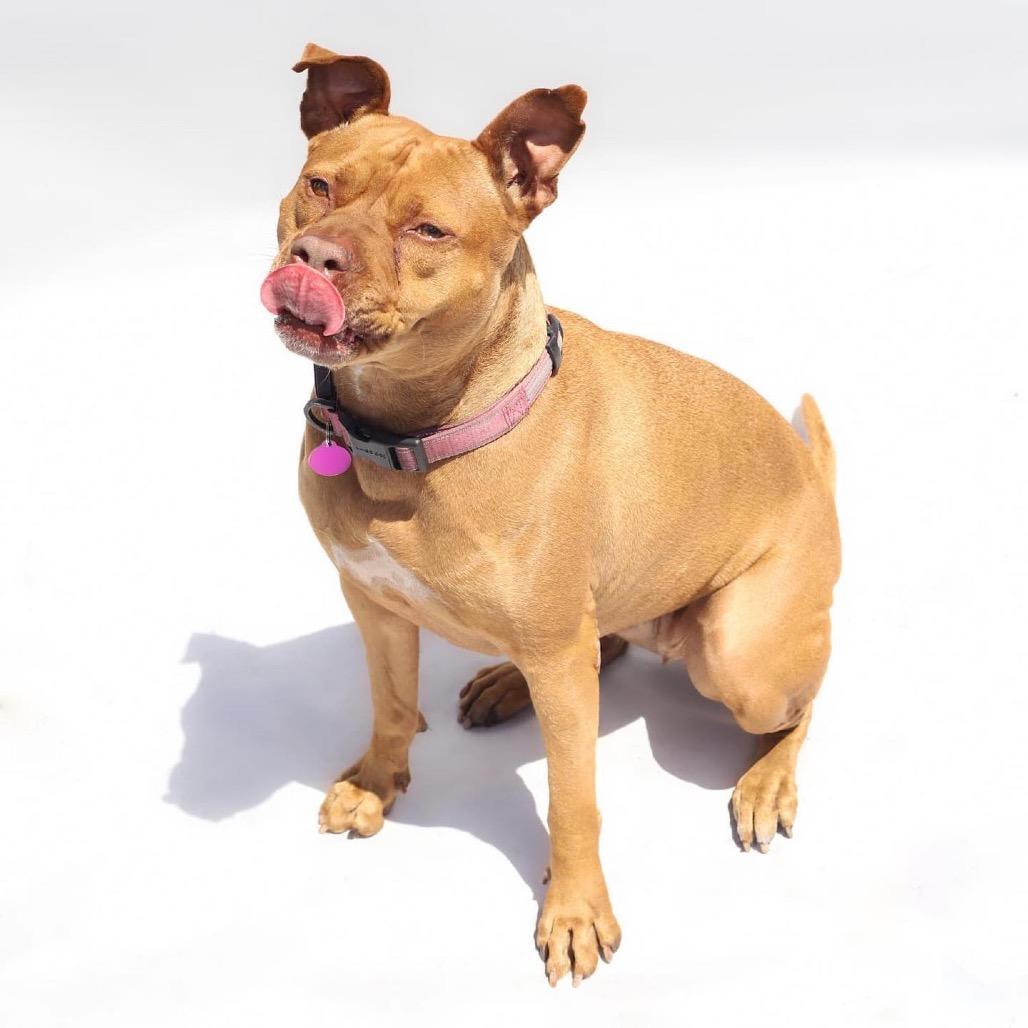 Maria, a Adoptable Pit Bull Terrier in Tampa, FL image 1/6