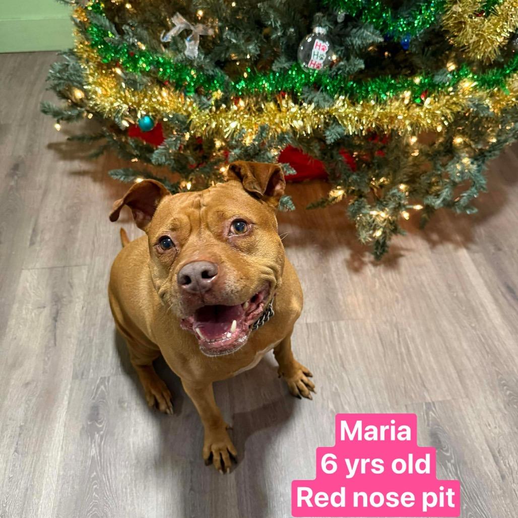 Maria, a Adoptable Pit Bull Terrier in Tampa, FL image 2/6
