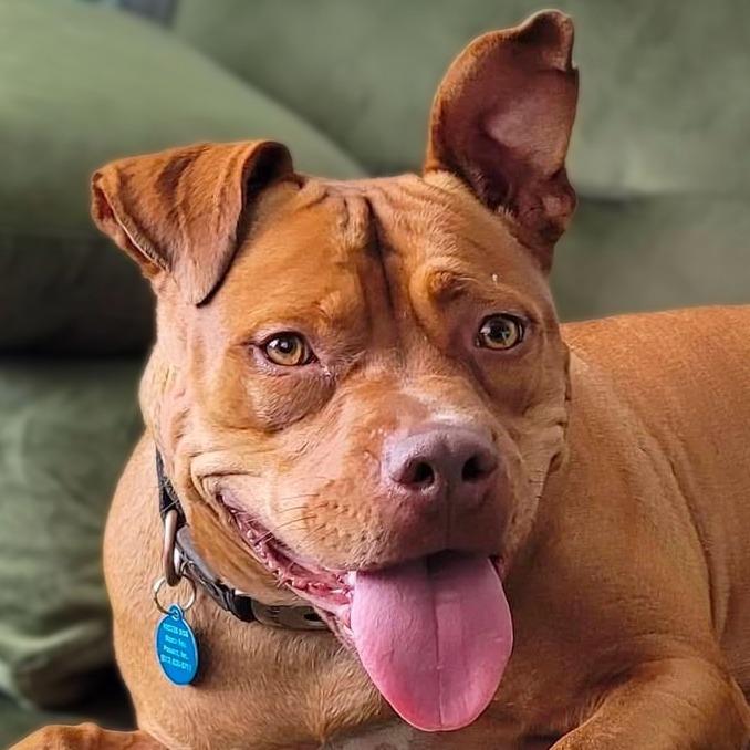 Maria, a Adoptable Pit Bull Terrier in Tampa, FL image 3/6