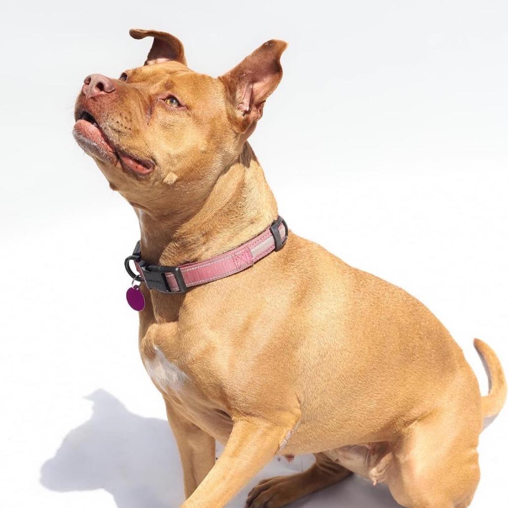 Maria, a Adoptable Pit Bull Terrier in Tampa, FL image 4/6