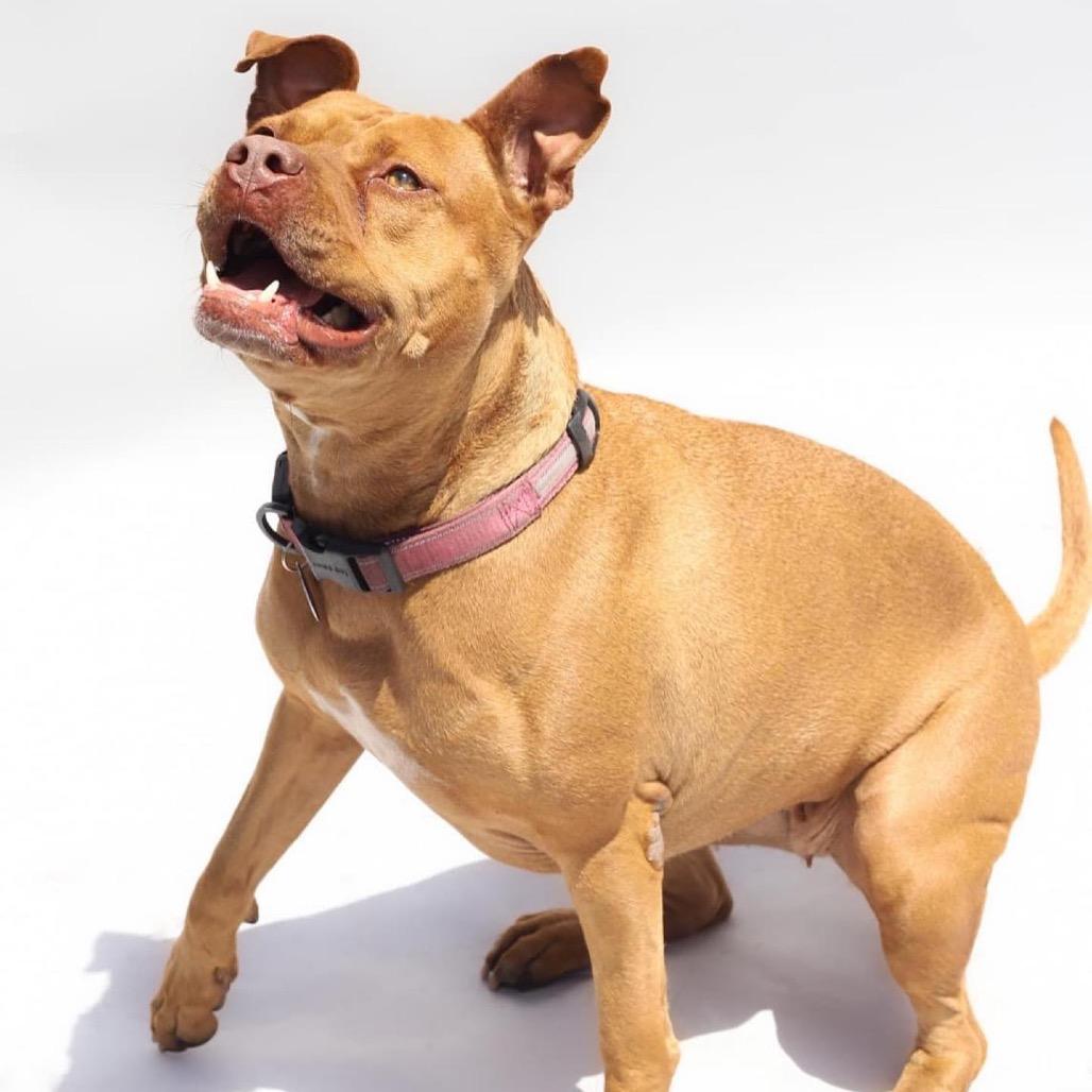 Maria, a Adoptable Pit Bull Terrier in Tampa, FL image 5/6