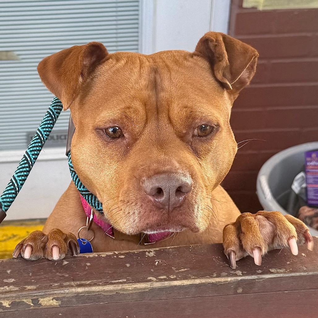 Enlarge Maria, a Adoptable Pit Bull Terrier in Tampa, FL image 5/6