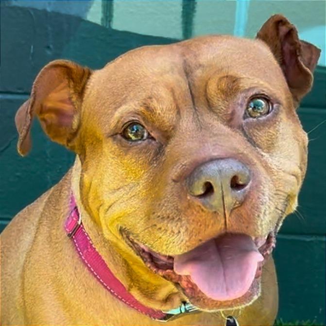 Enlarge Maria, a Adoptable Pit Bull Terrier in Tampa, FL image 5/6