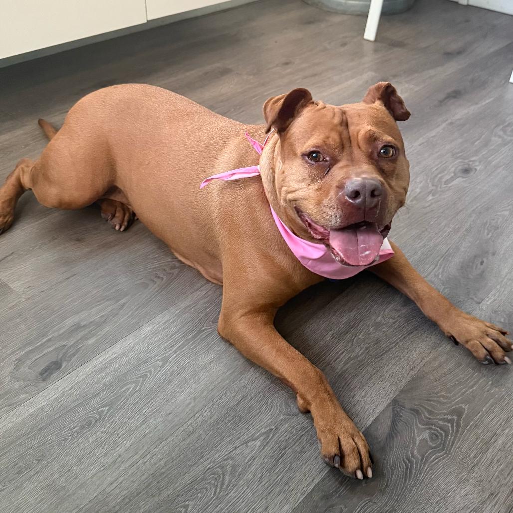 Maria, a Adoptable Pit Bull Terrier in Tampa, FL image 6/6