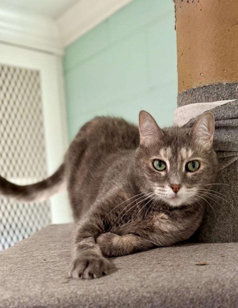 Calypso, Adoptable, Adult Female Domestic Short Hair.