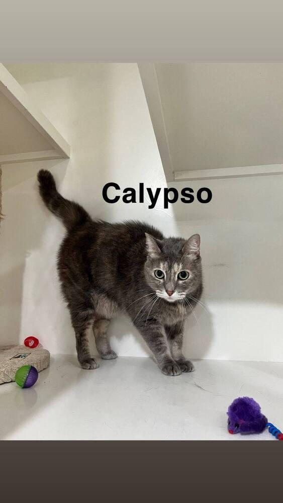 Enlarge Calypso, a Adoptable Domestic Short Hair in San Leon, TX image 2/3