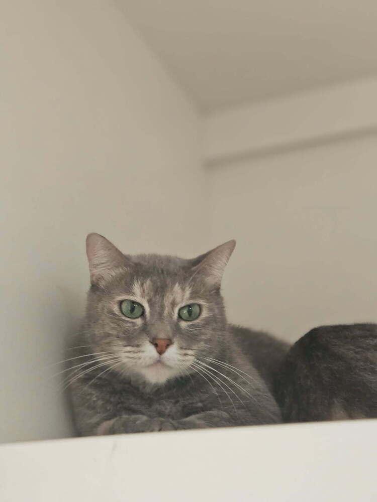 Enlarge Calypso, a Adoptable Domestic Short Hair in San Leon, TX image 3/3