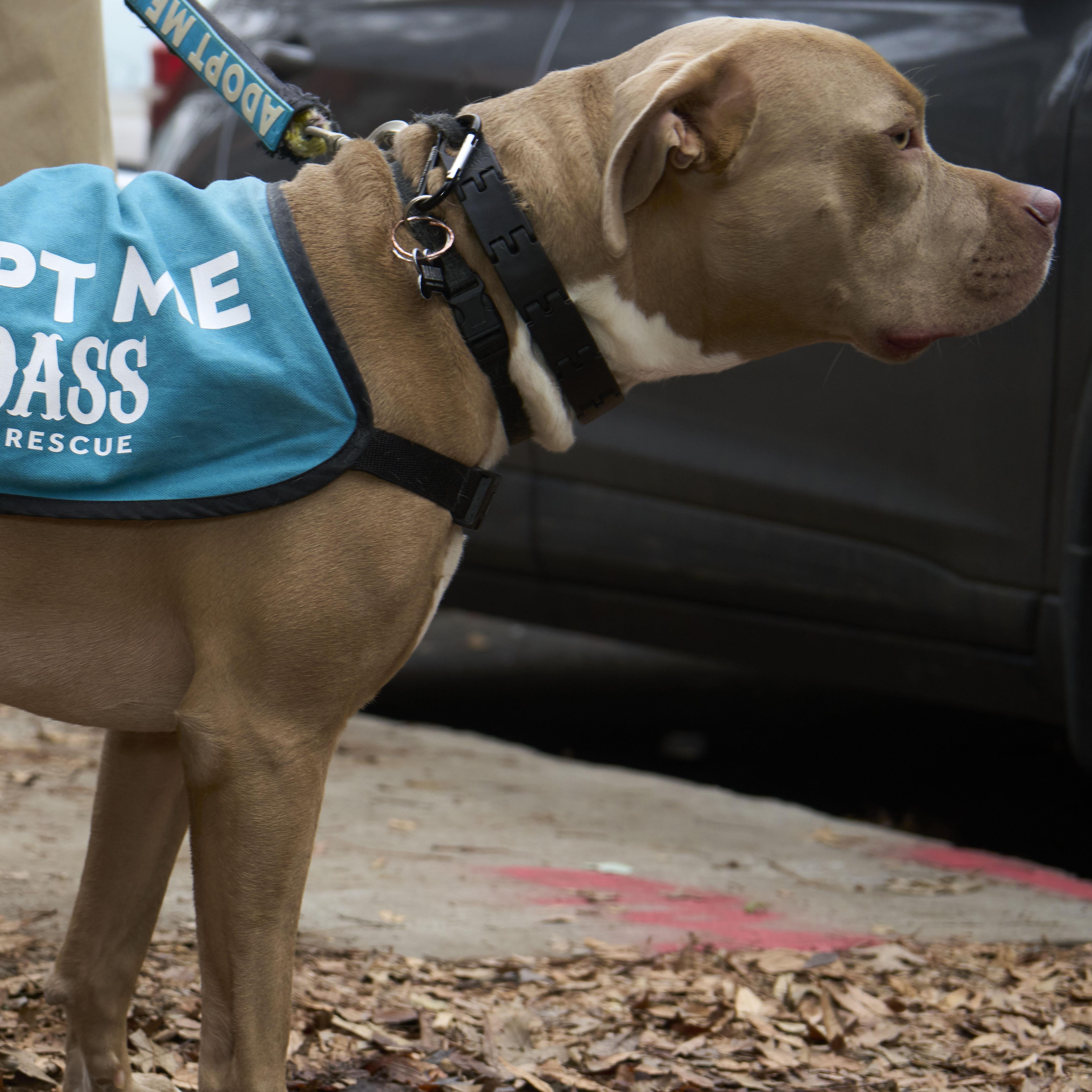 Enlarge Dave Bautista, an adoption pending Pit Bull Terrier in Brooklyn, NY image 6/6