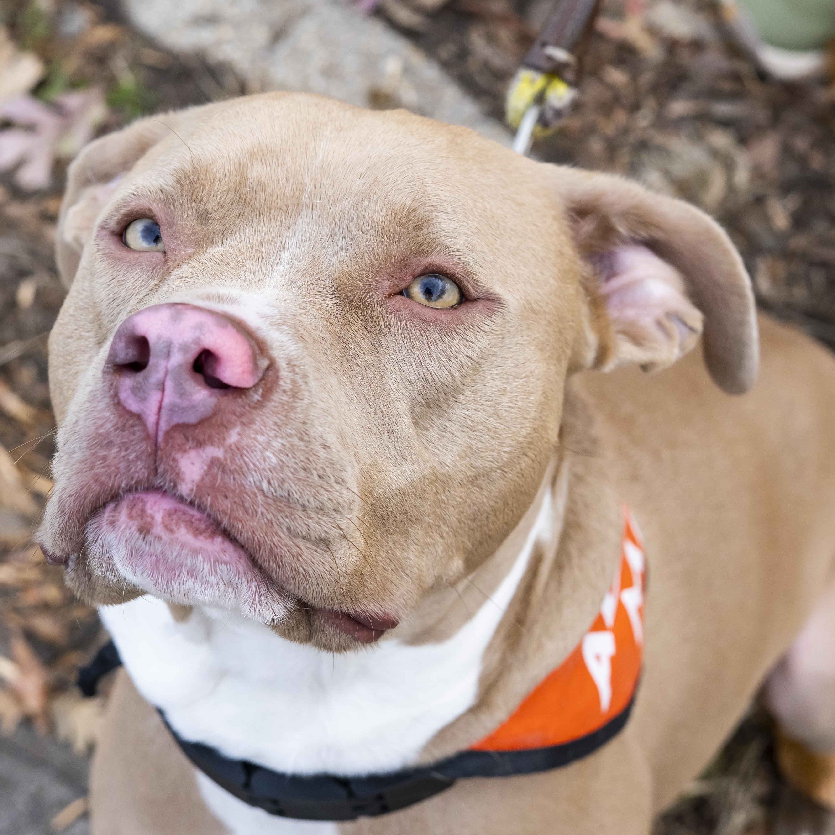 Dave Bautista, Adoptable, Young Male Pit Bull Terrier.