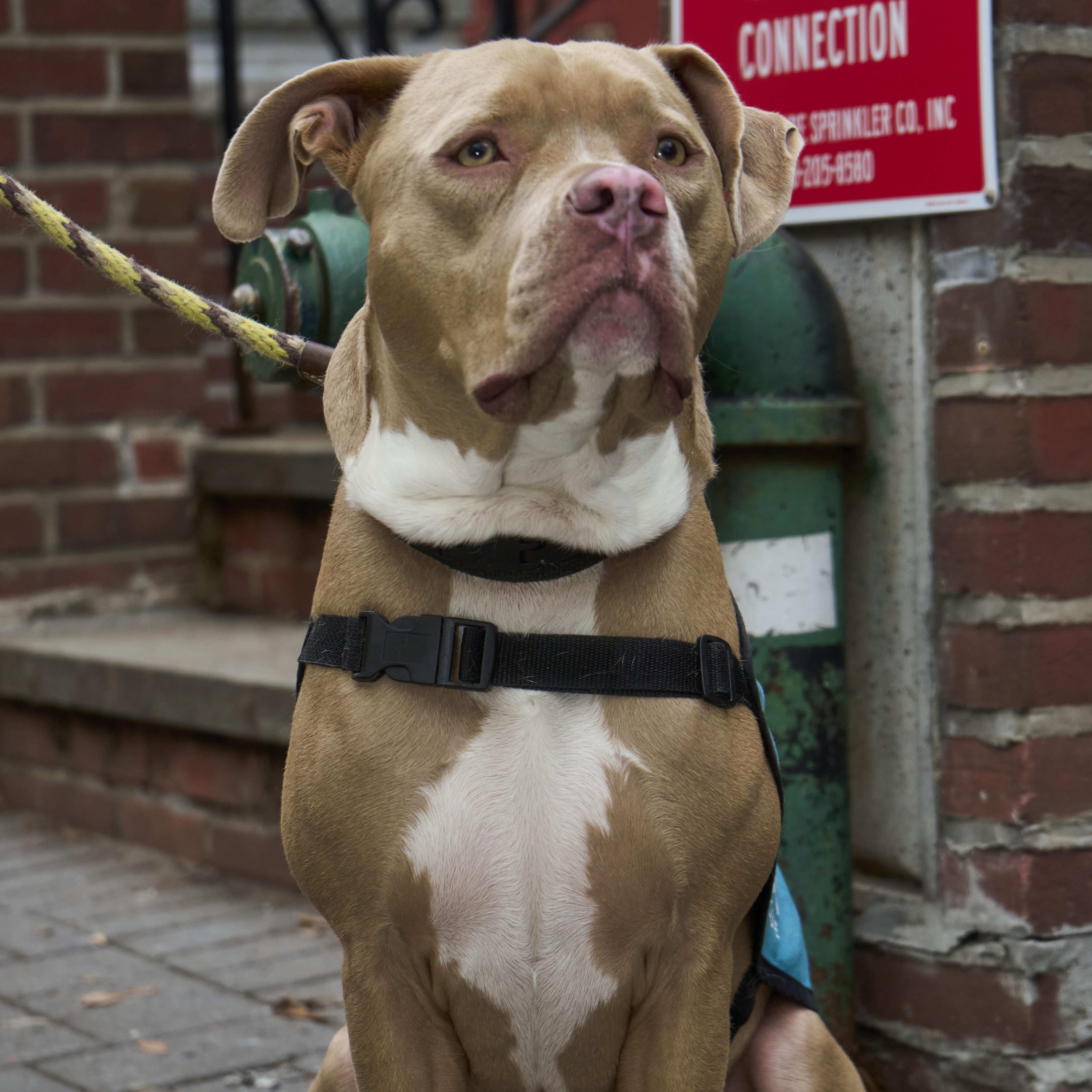 Enlarge Dave Bautista, an adoption pending Pit Bull Terrier in Brooklyn, NY image 5/6