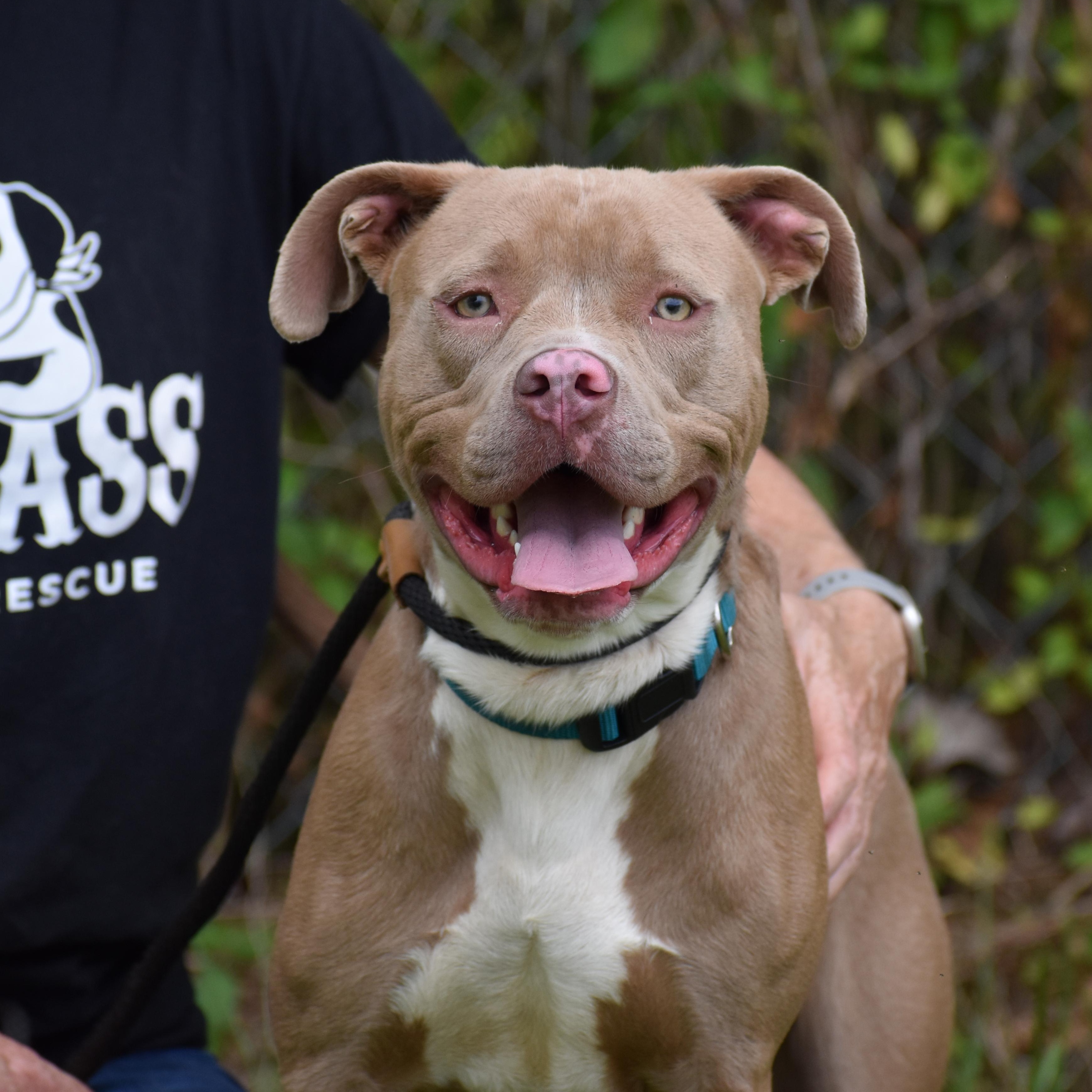 Dave Bautista, a Adoptable Pit Bull Terrier in Brooklyn, NY image 4/6