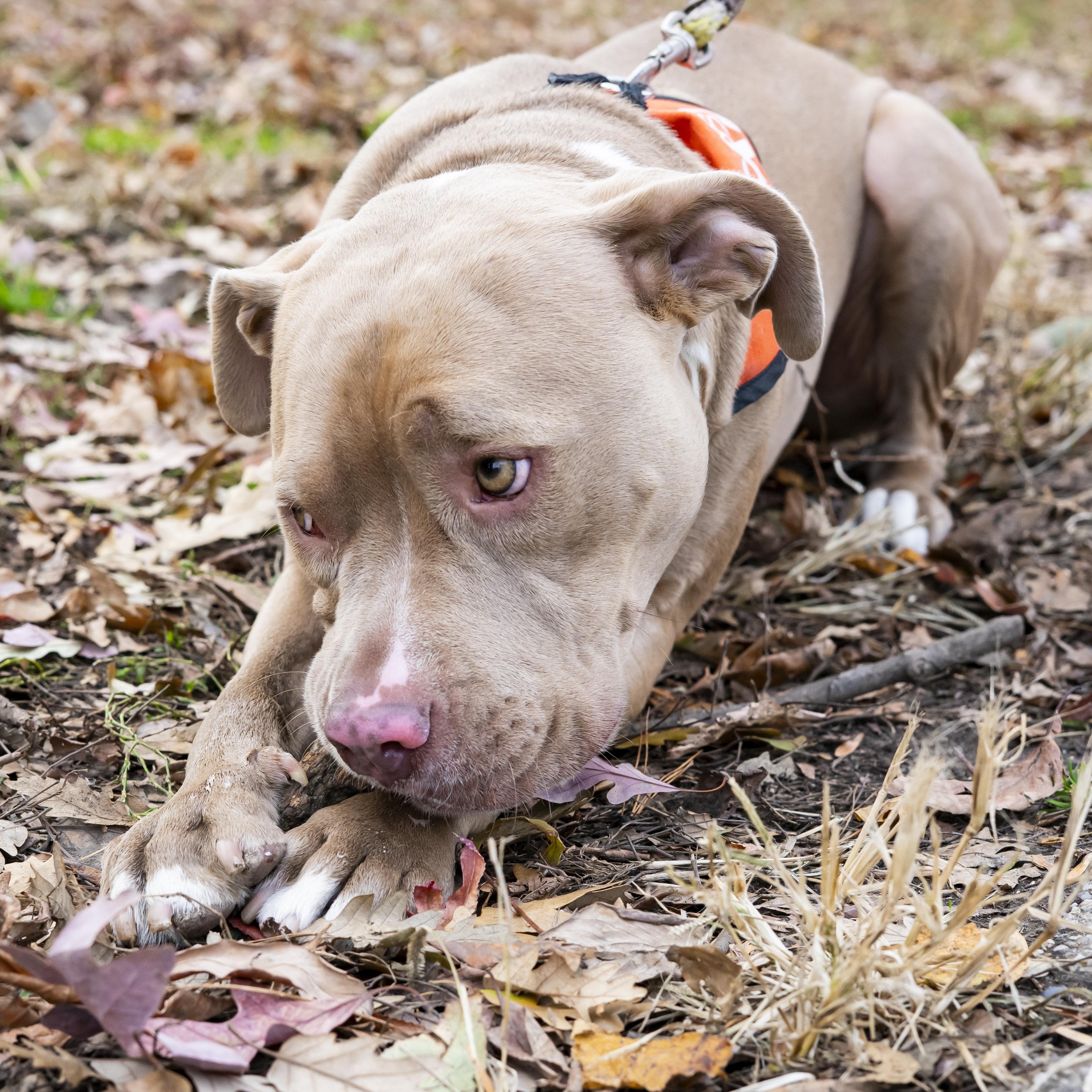 Dave Bautista, a Adoptable Pit Bull Terrier in Brooklyn, NY image 6/6