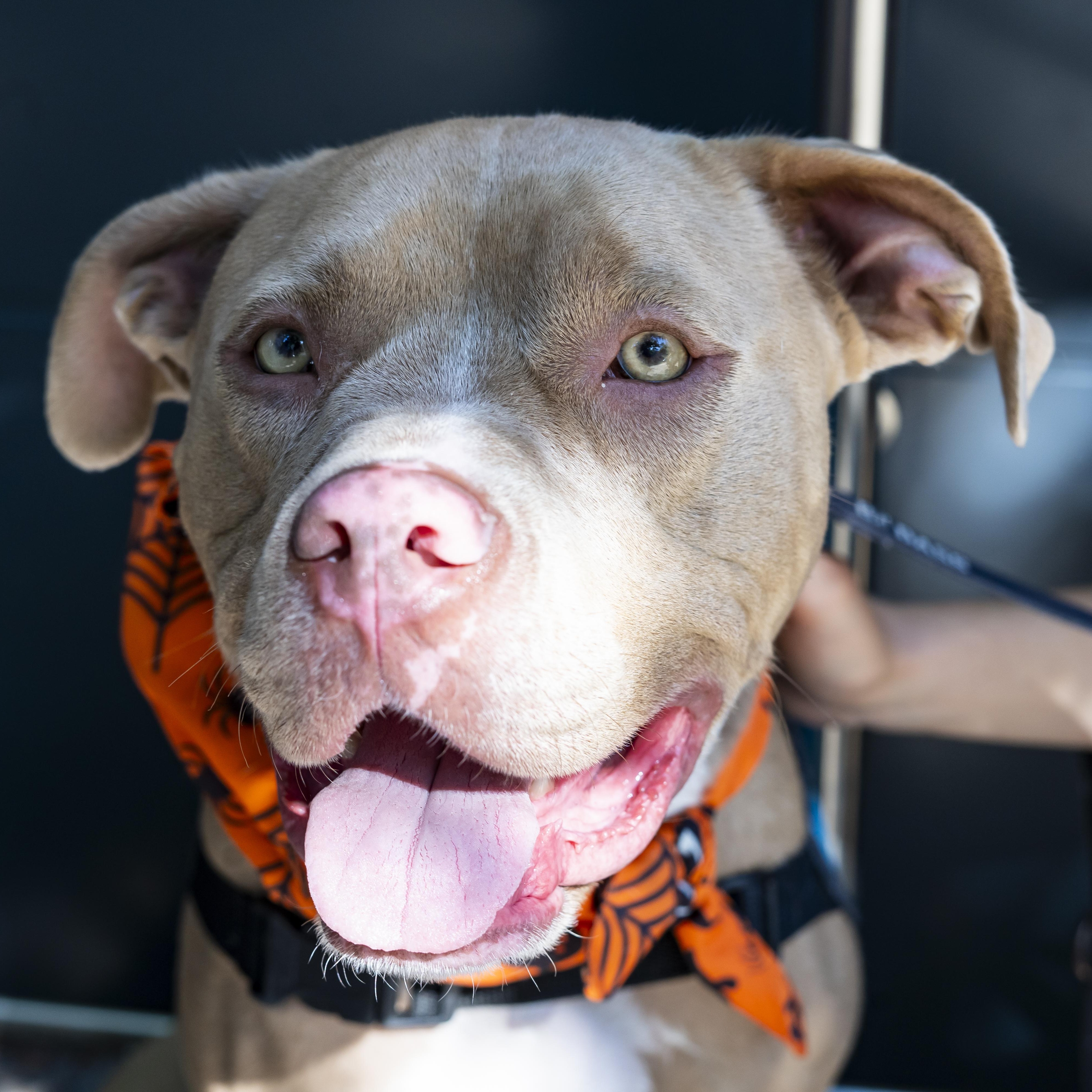 Dave Bautista, a Adoptable Pit Bull Terrier in Brooklyn, NY image 2/6