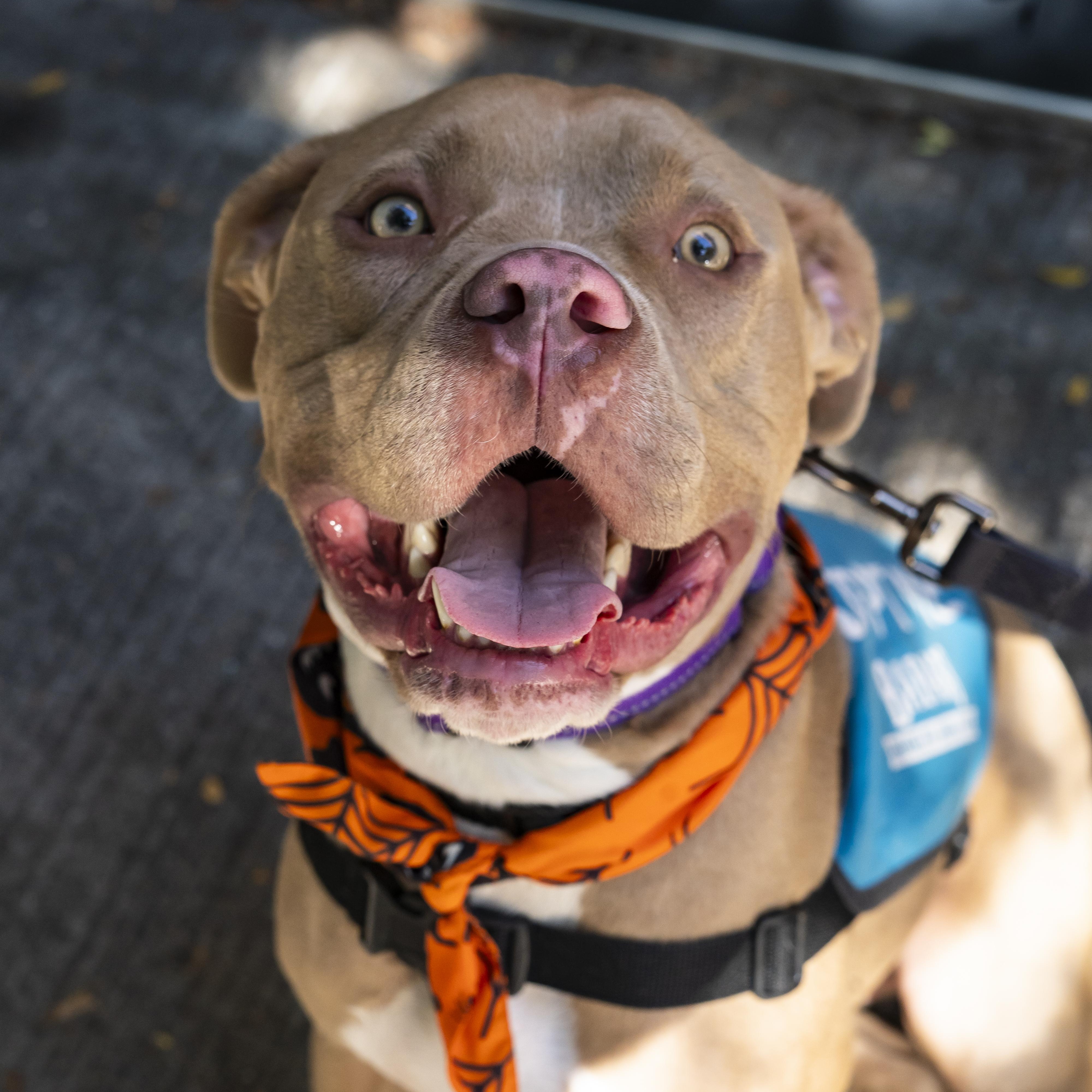 Dave Bautista, a Adoptable Pit Bull Terrier in Brooklyn, NY image 3/6