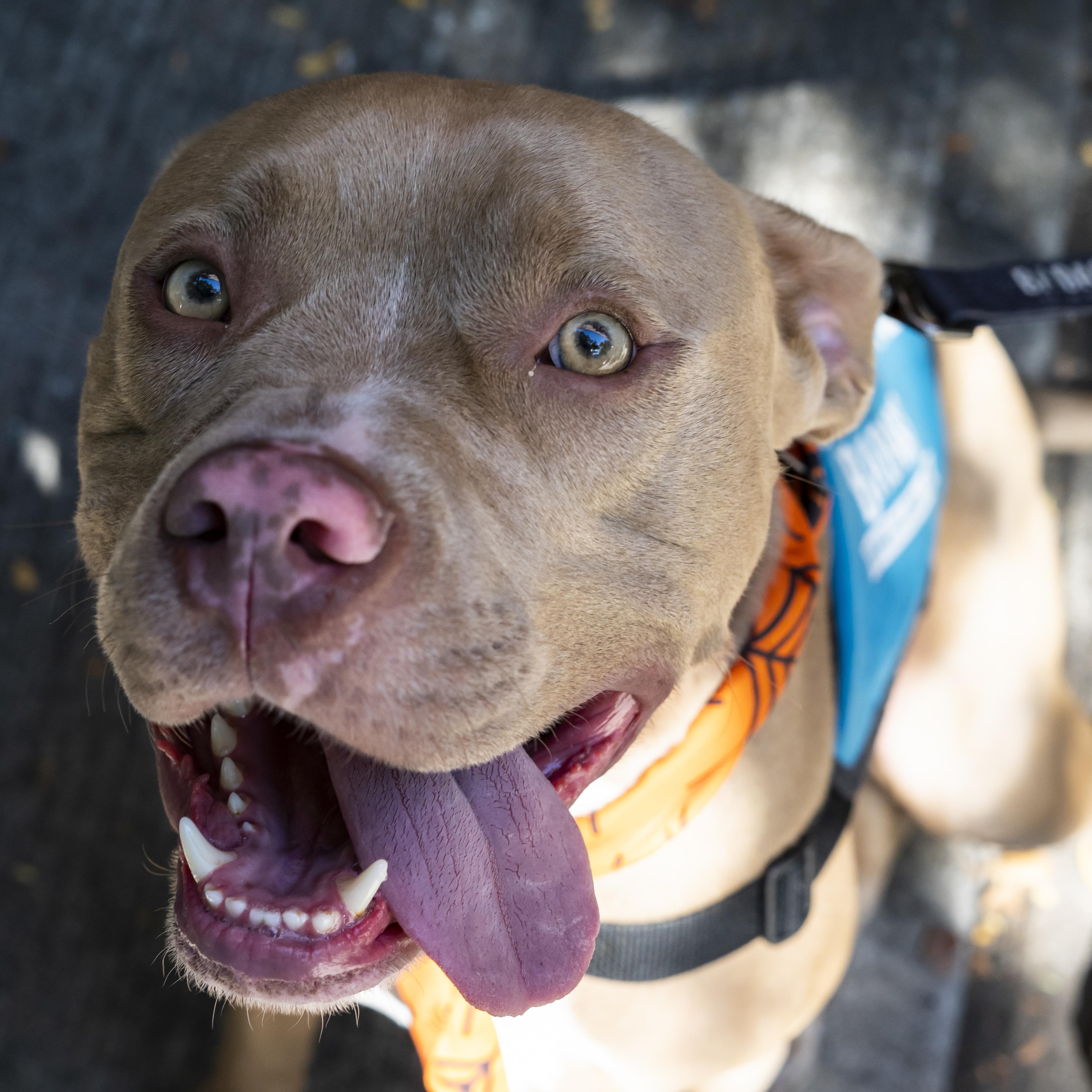Dave Bautista, a Adoptable Pit Bull Terrier in Brooklyn, NY image 5/6