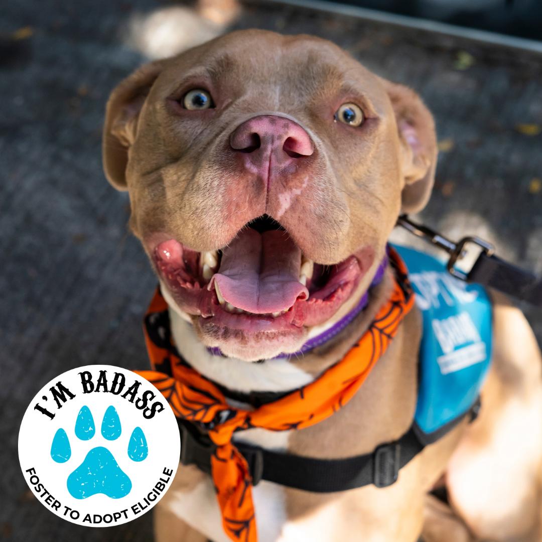 Dave Bautista, adoptable, Young Male Pit Bull Terrier.