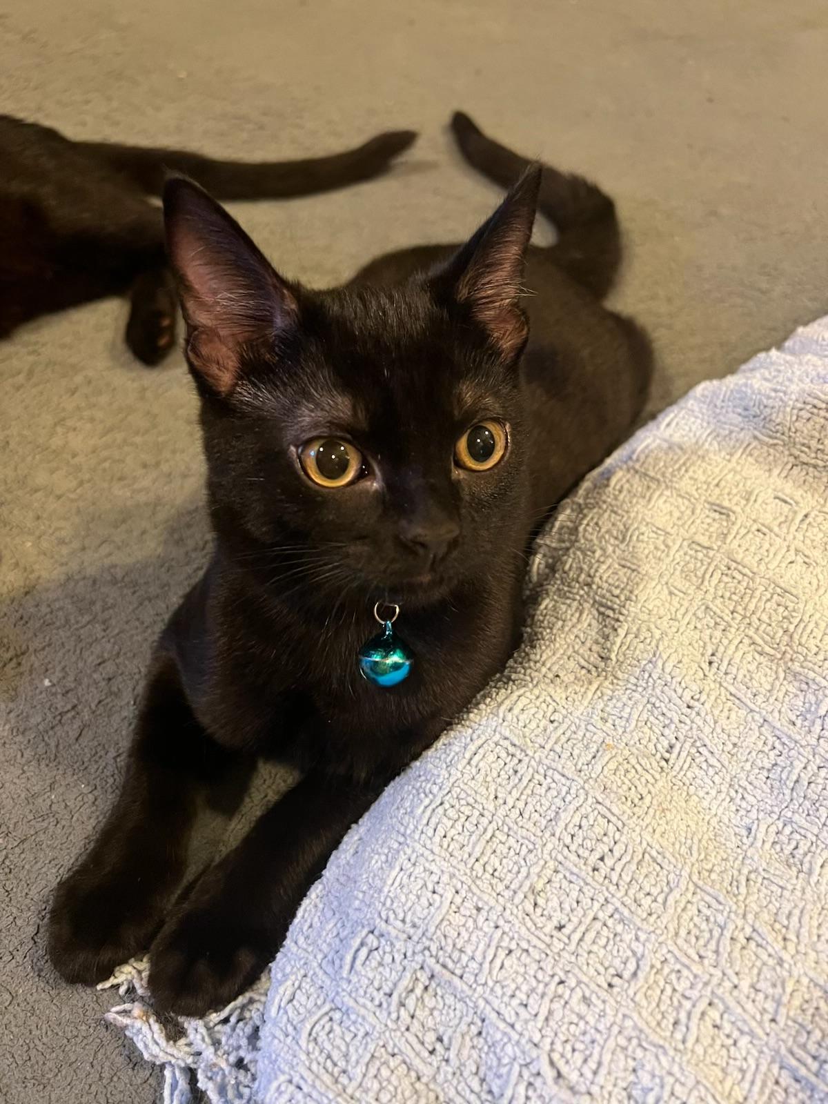 Benito - Kuykendahl Petsmart