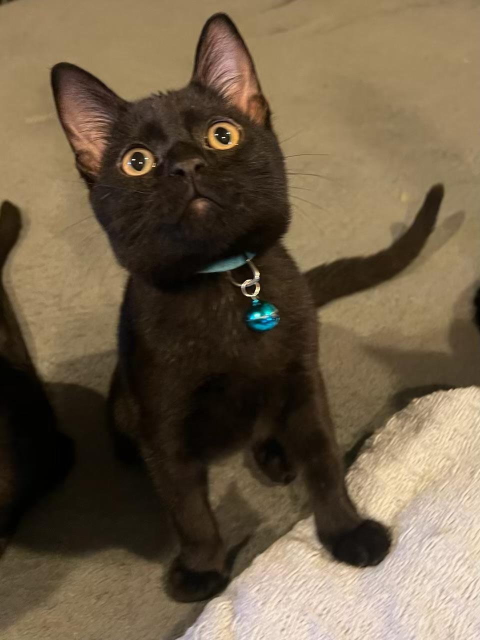 Benito - Kuykendahl Petsmart — thumbnail 2