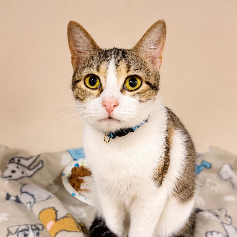 Enlarge Lexington, a Adoptable Turkish Van in Wichita, KS image 1/1