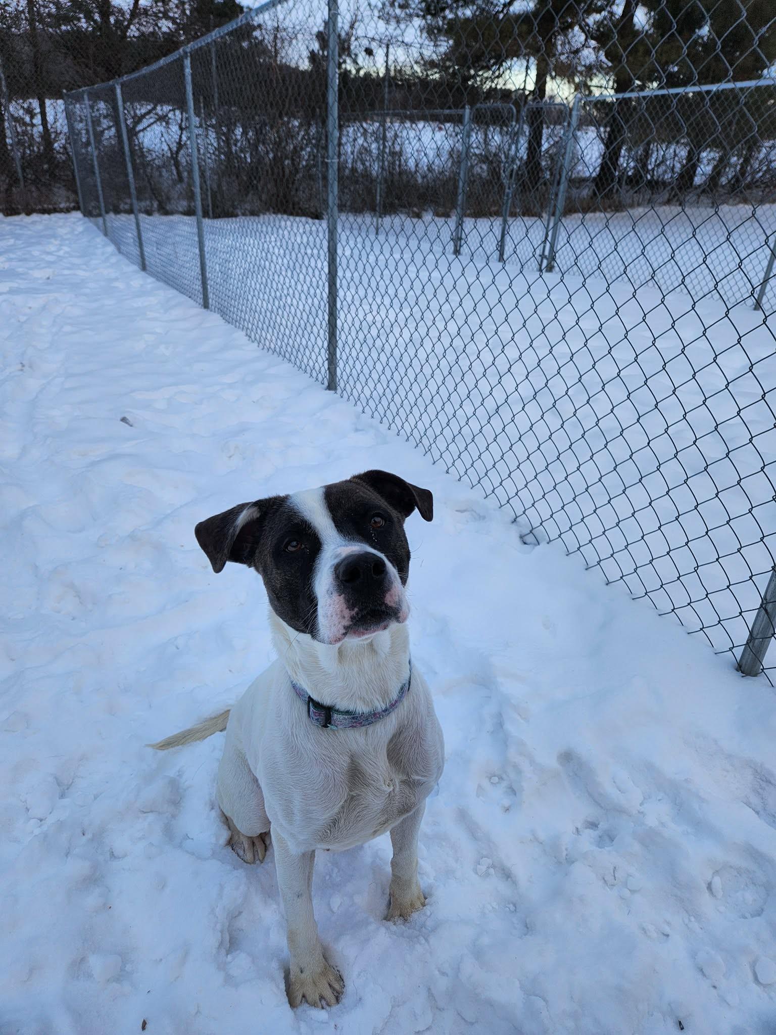 Enlarge Rosie, a Adoptable mixed breed in Caro, MI image 1/1