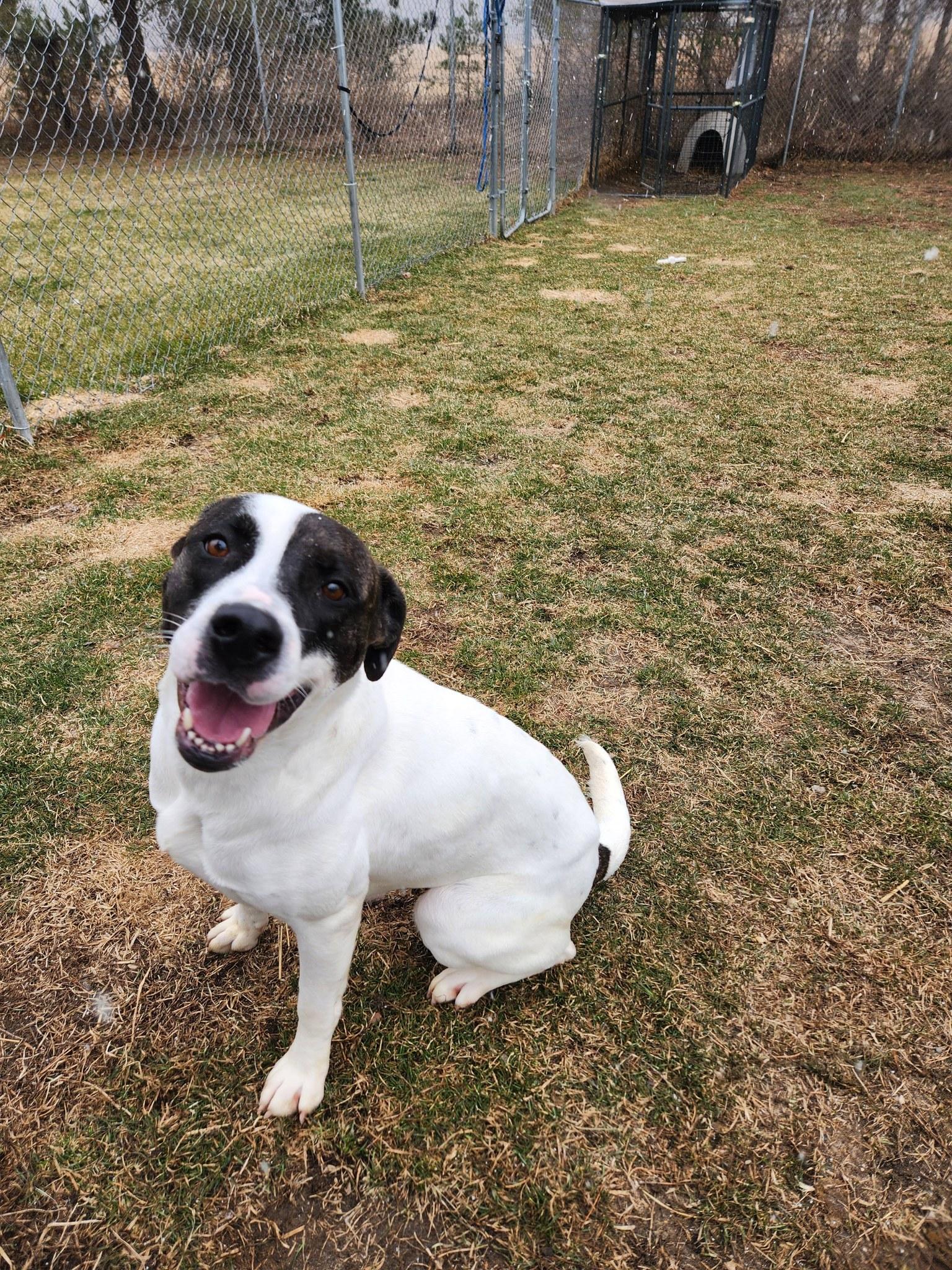 Enlarge Rosie, a Adoptable mixed breed in Caro, MI image 1/2