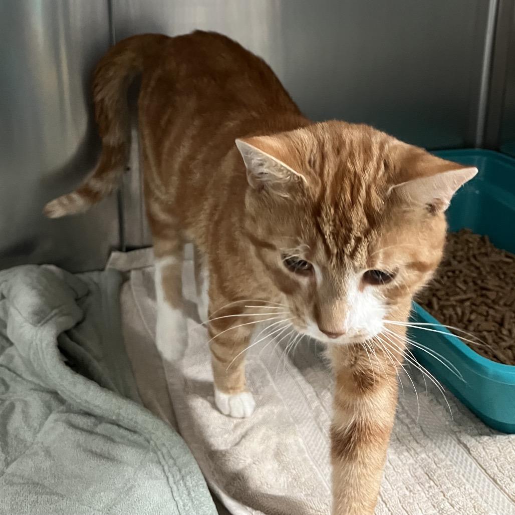 Jefferson — thumbnail 2