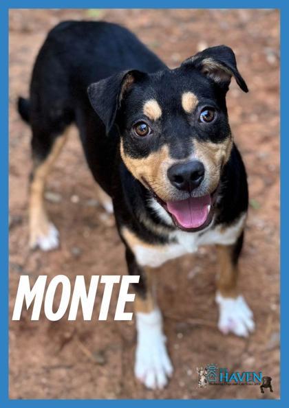 Monte, Adoptable, Young Male Shepherd & Mixed Breed.