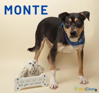 Monte, a Adoptable mixed breed in Fairhope, AL image 2/2