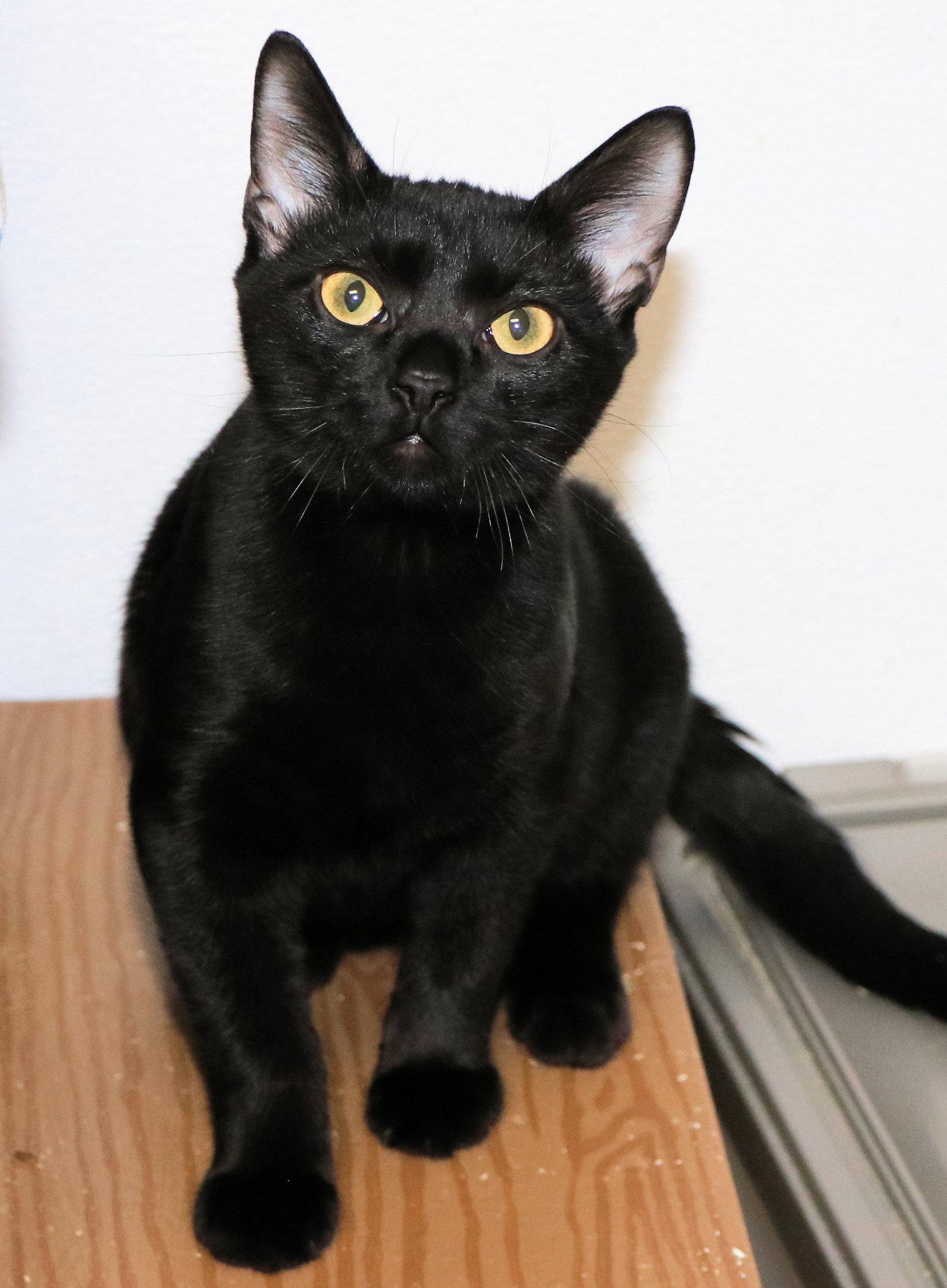 Enlarge Katie, a Adoptable Domestic Short Hair in Cincinnati, OH image 3/3