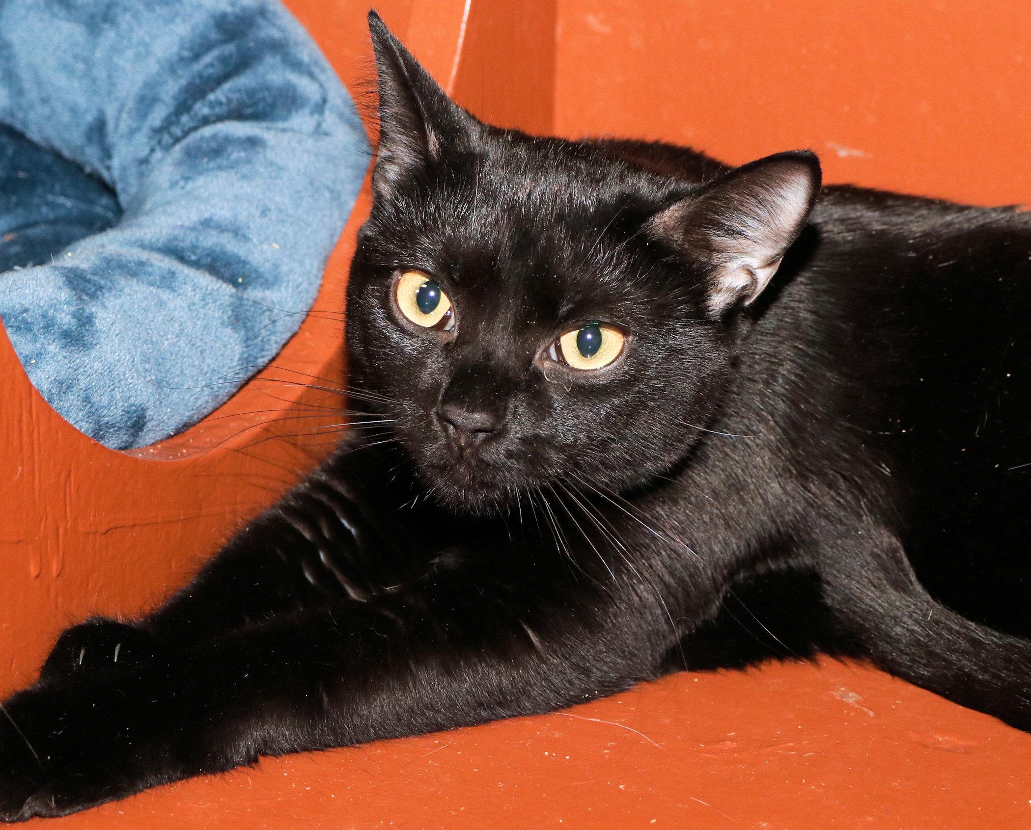 Enlarge Katie, a Adoptable Domestic Short Hair in Cincinnati, OH image 2/3