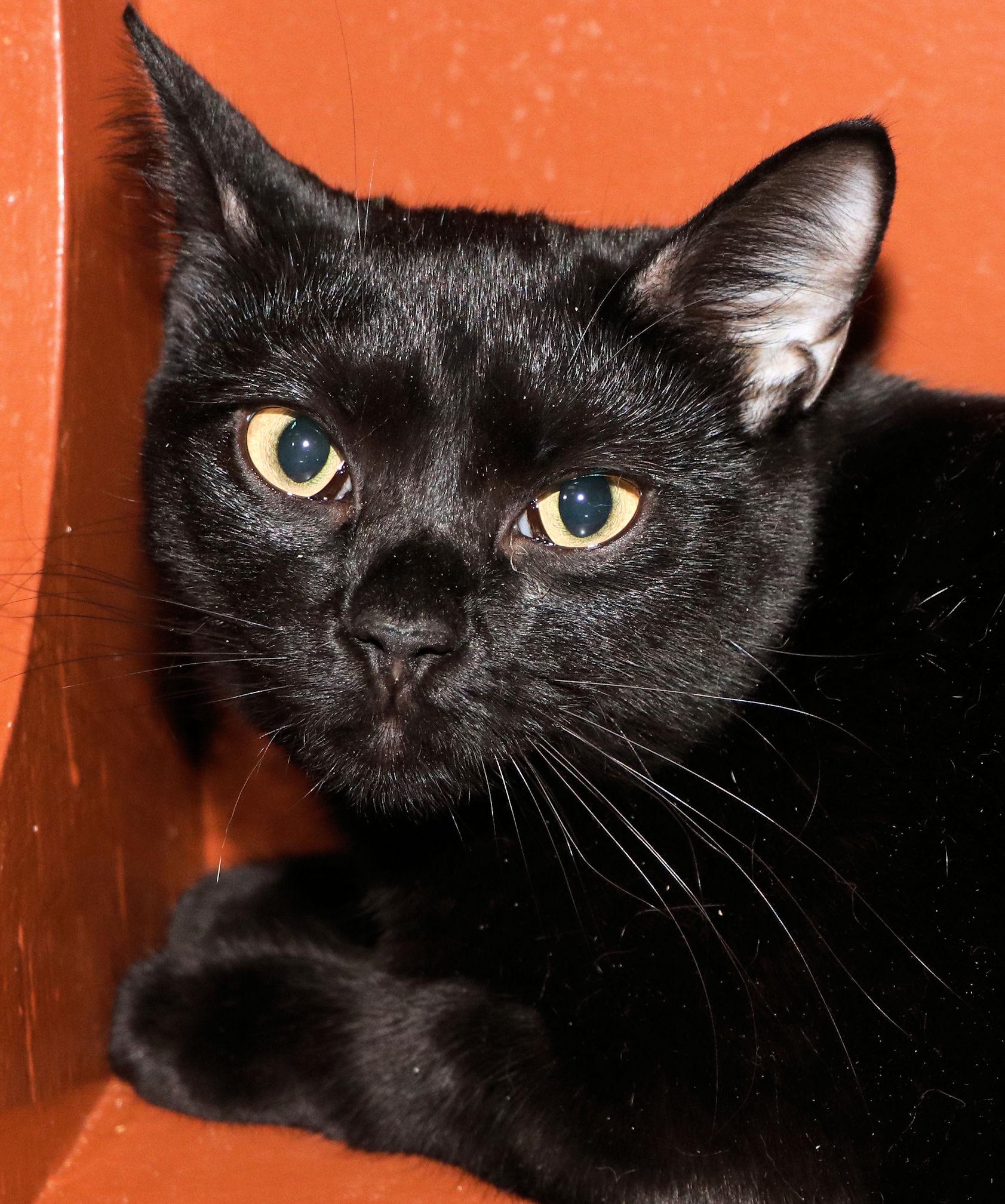 Katie, Adopted, Young Female Domestic Short Hair.