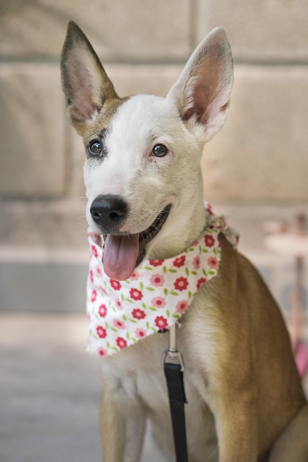 Kira, Adopted, Puppy Female German Shepherd Dog.