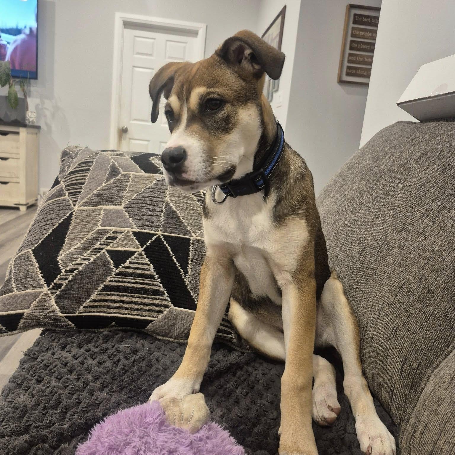 Dennis, a Adoptable mixed breed in Woodstock, ON image 1/5