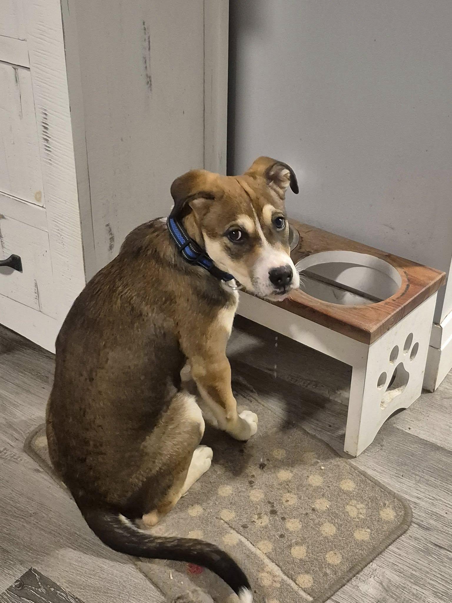 Dennis, a Adoptable mixed breed in Woodstock, ON image 2/5