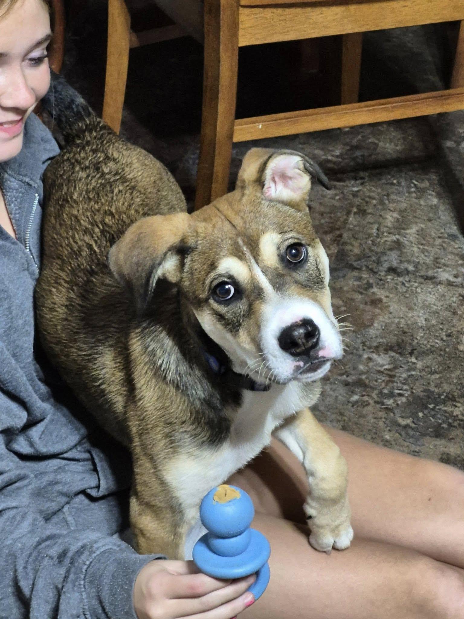 Dennis, a Adoptable mixed breed in Woodstock, ON image 4/5