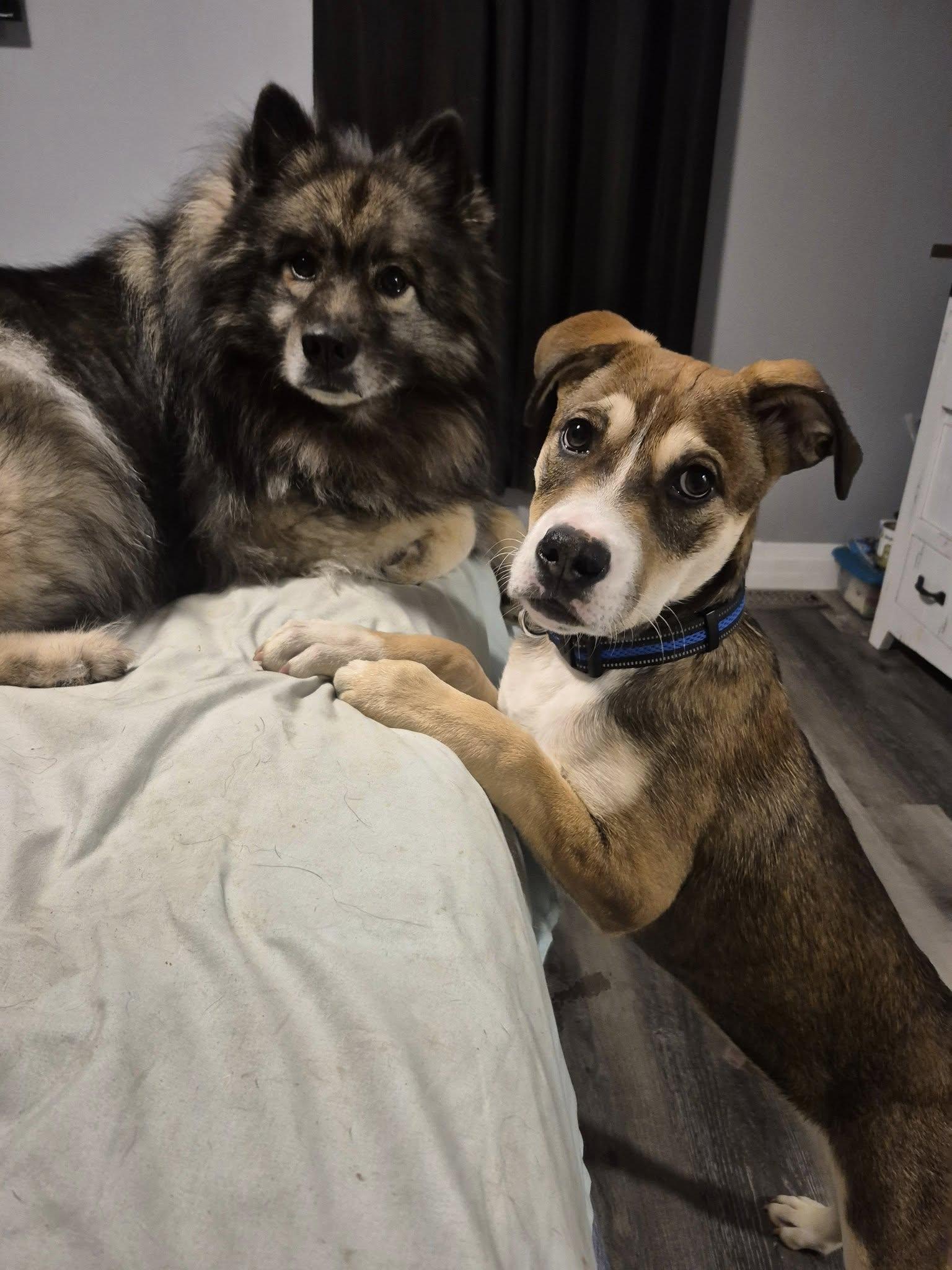 Dennis, a Adoptable mixed breed in Woodstock, ON image 5/5