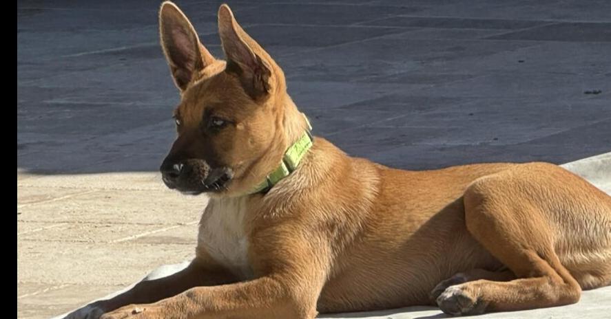 13 Colonies litter - Raleigh (neon green) - Located in AZ — thumbnail 2