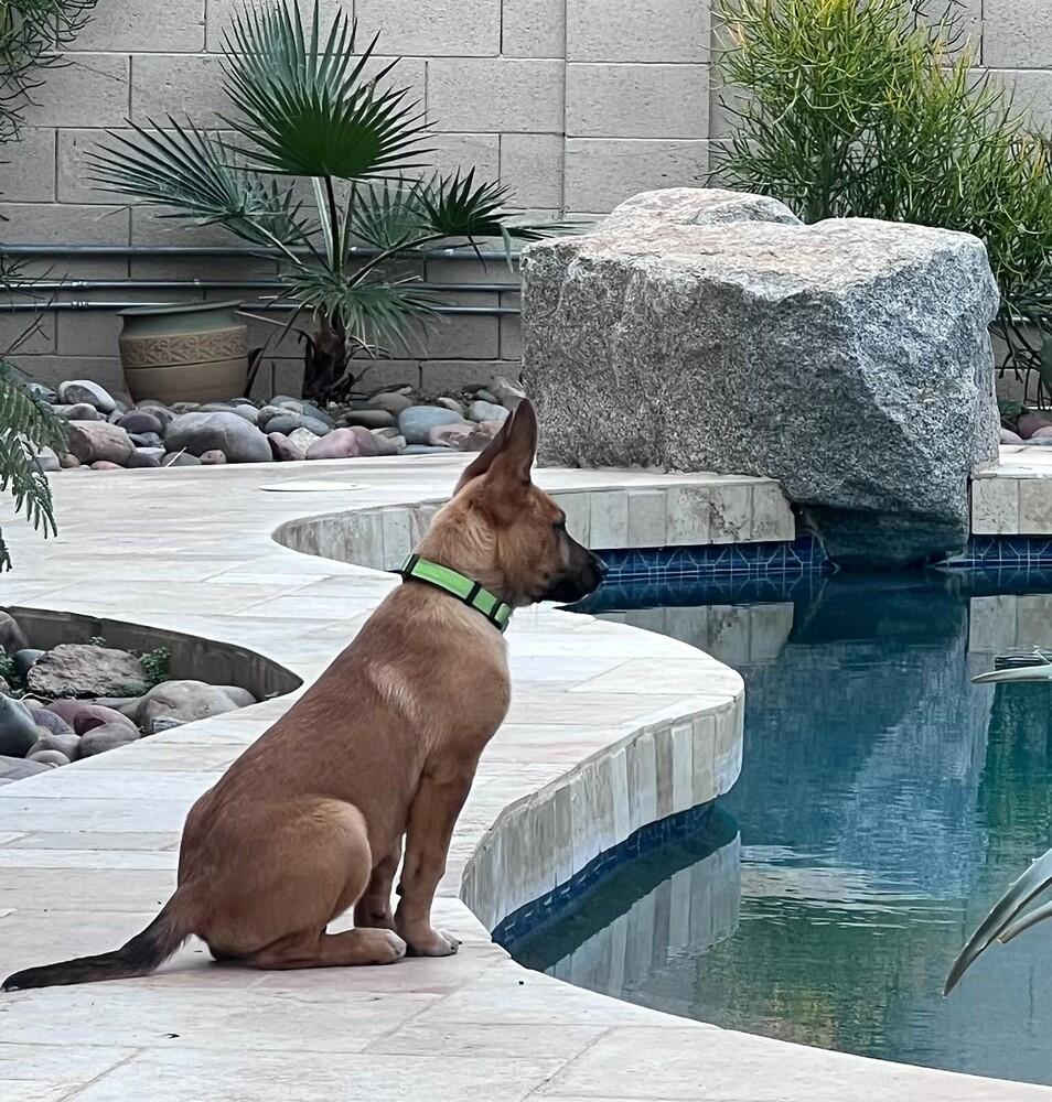 13 Colonies litter - Raleigh (neon green) - Located in AZ — thumbnail 3