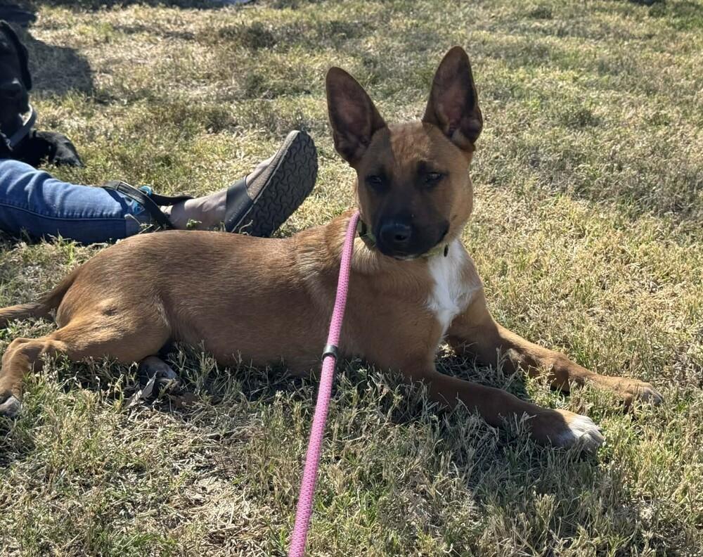 13 Colonies litter - Raleigh (neon green) - Located in AZ — thumbnail 4