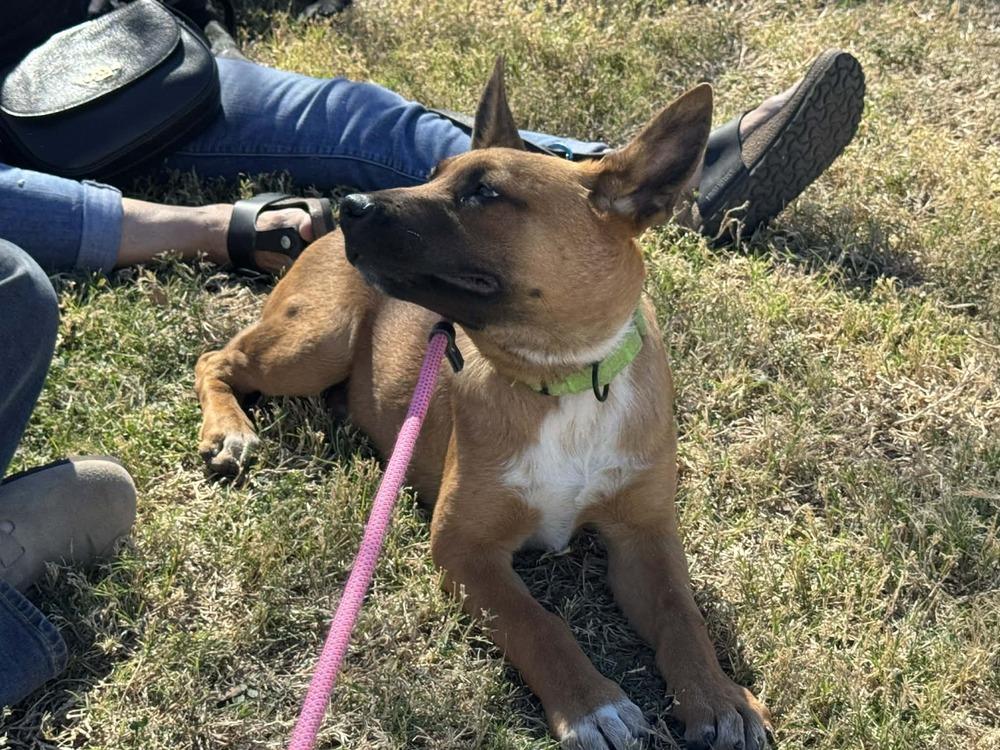 13 Colonies litter - Raleigh (neon green) - Located in AZ — thumbnail 5