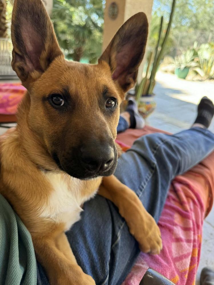 13 Colonies litter - Raleigh (neon green) - Located in AZ — thumbnail 6