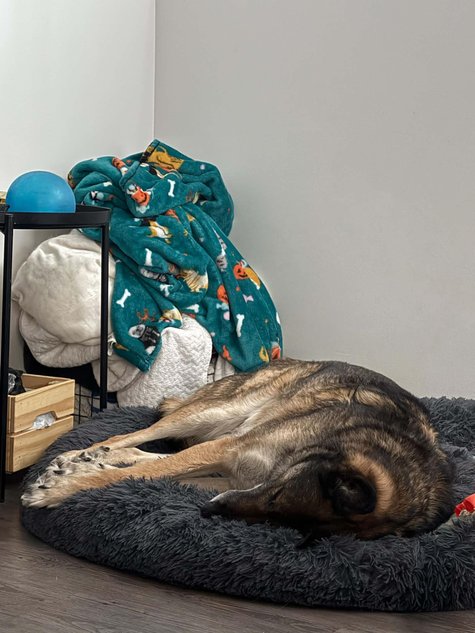 Enlarge Jethro, a ADOPTABLE mixed breed in Ottawa, ON image 3/6