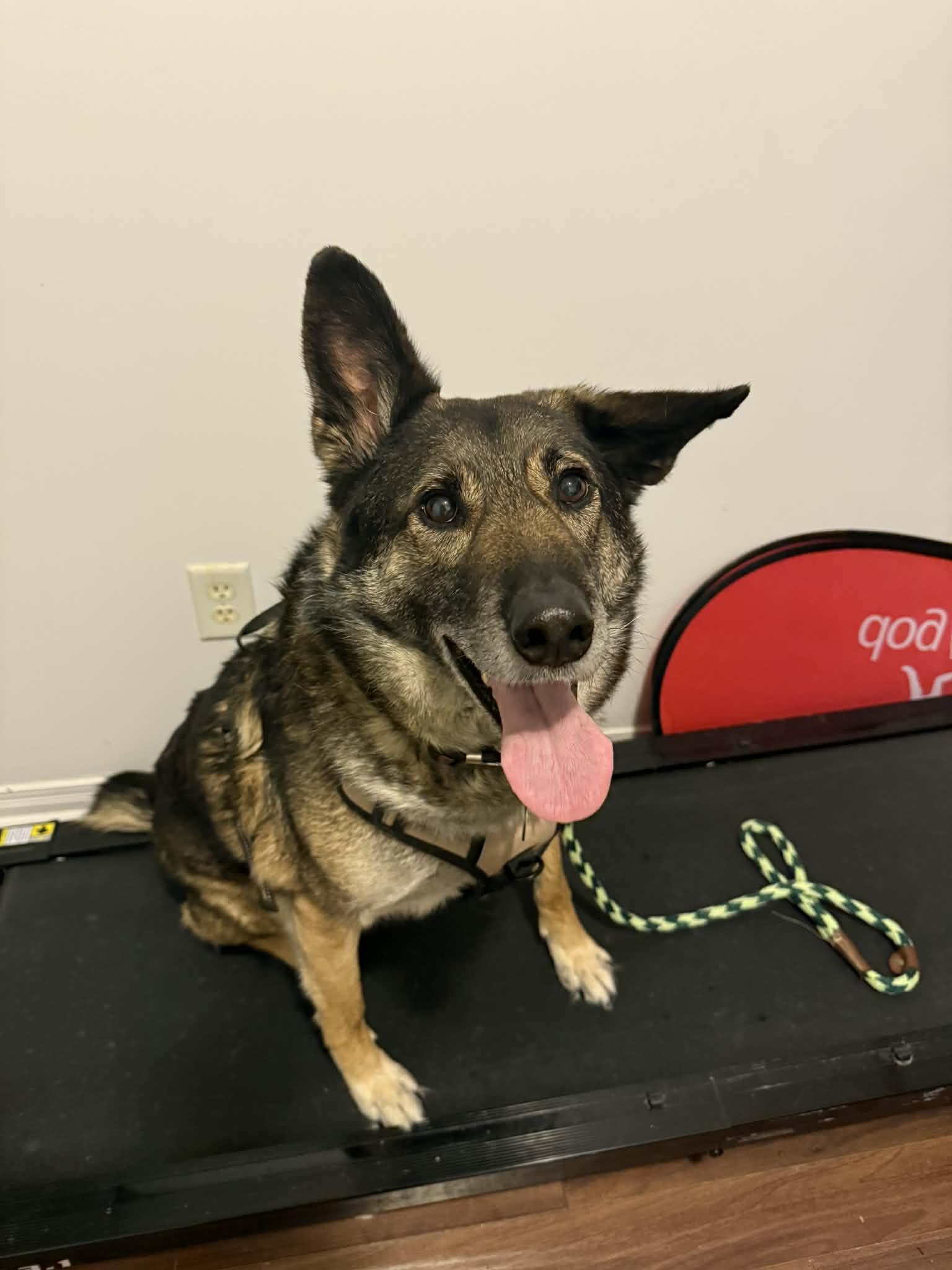 Enlarge Jethro, a ADOPTABLE mixed breed in Ottawa, ON image 2/6