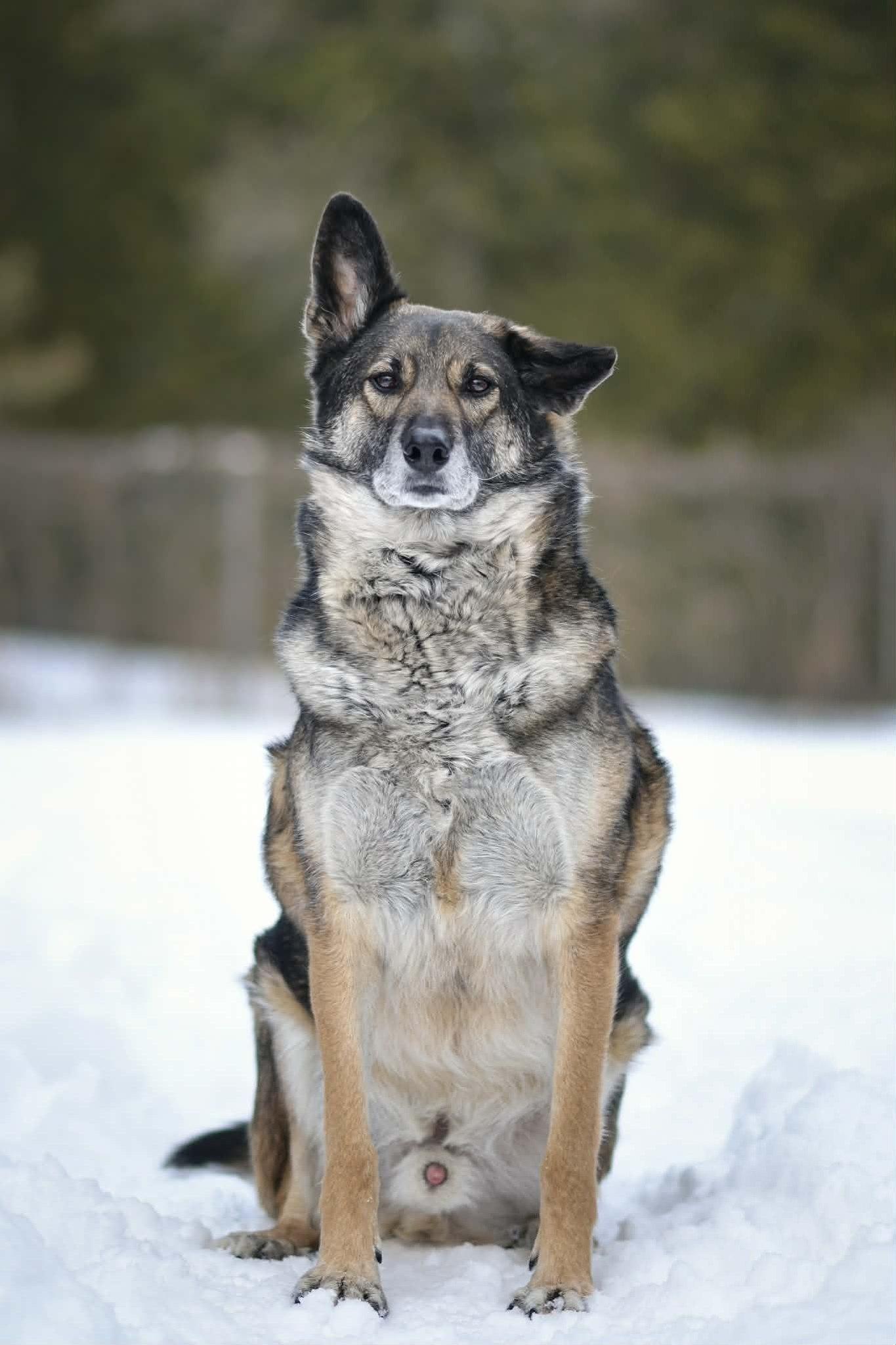 Jethro, ADOPTABLE, Adult Male German Shepherd Dog.