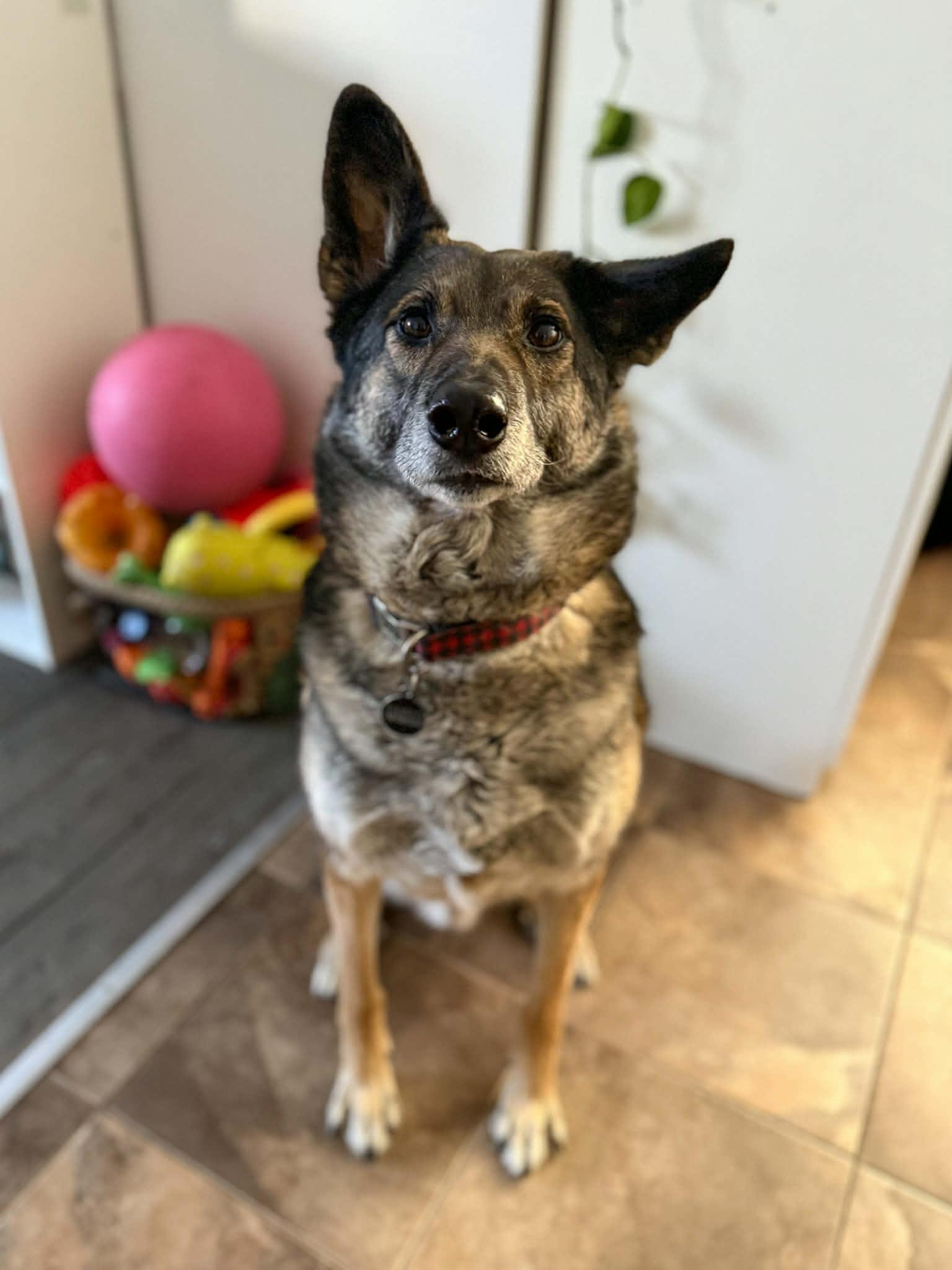 Enlarge Jethro, a ADOPTABLE mixed breed in Ottawa, ON image 6/6