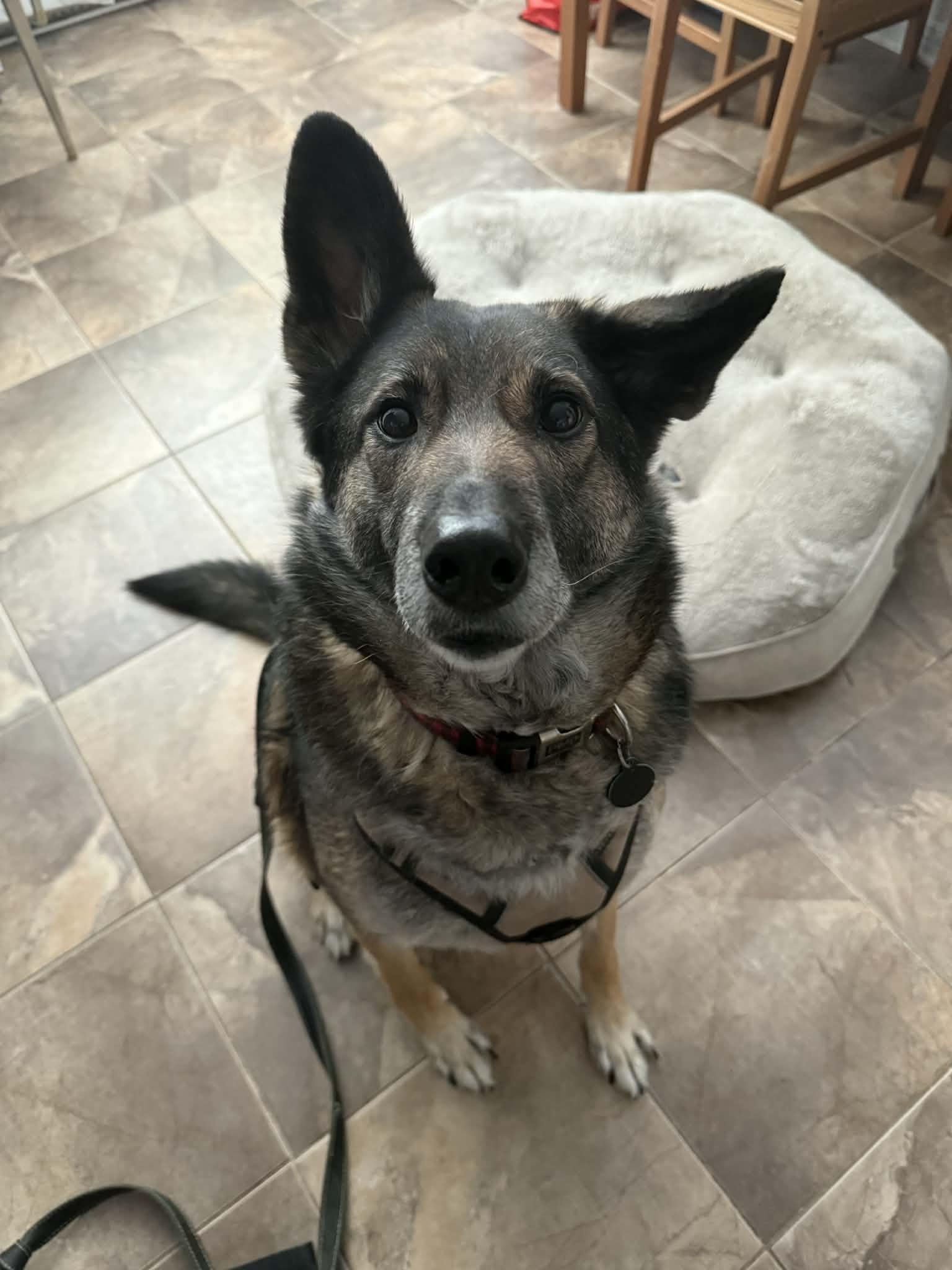 Enlarge Jethro, a ADOPTABLE mixed breed in Ottawa, ON image 5/6