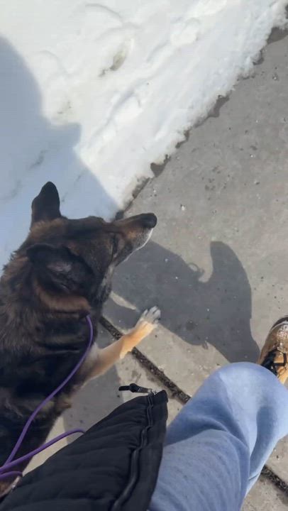 Enlarge Jethro, a ADOPTABLE mixed breed in Ottawa, ON video 4/6