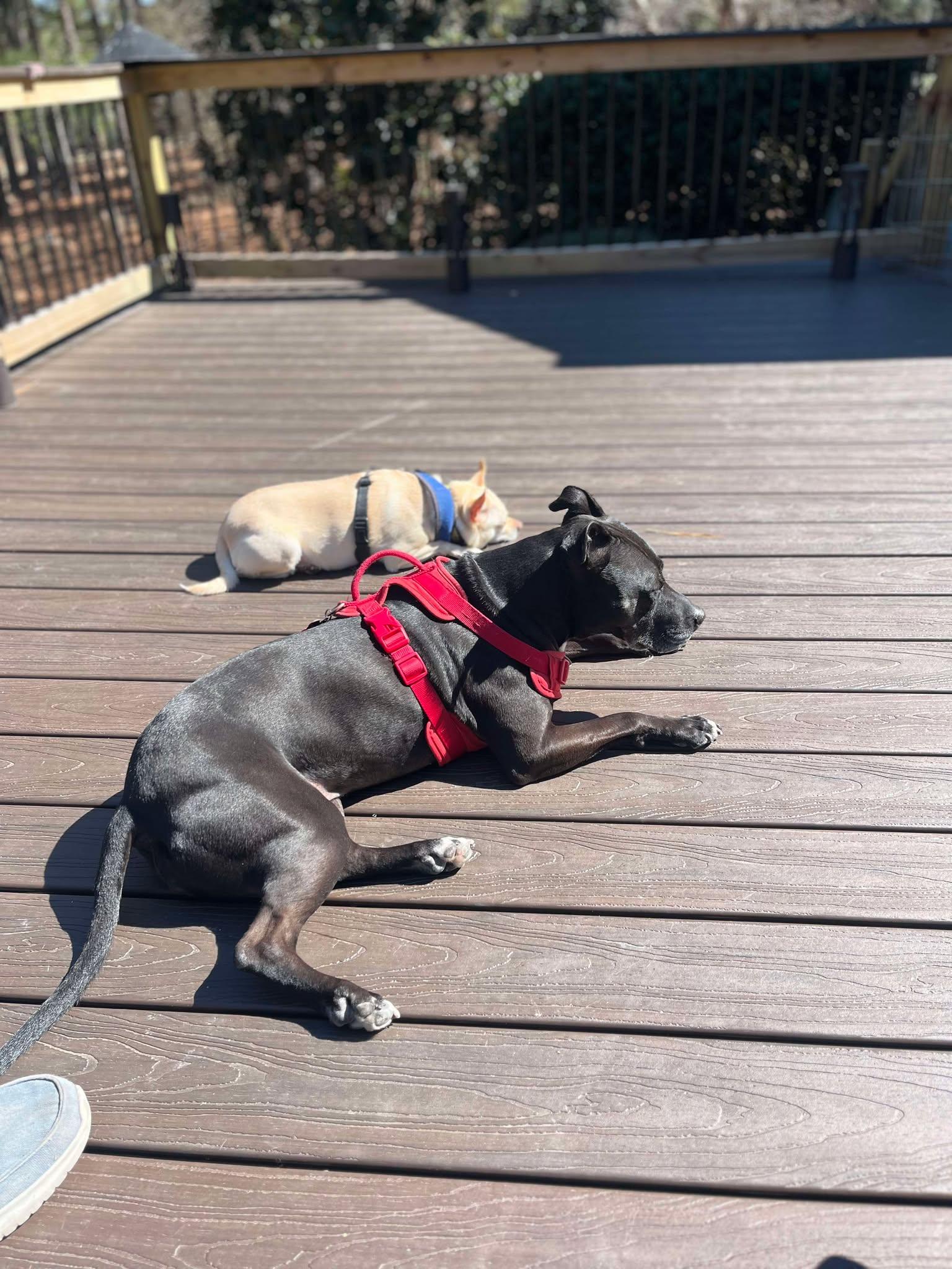 Bella photo 2