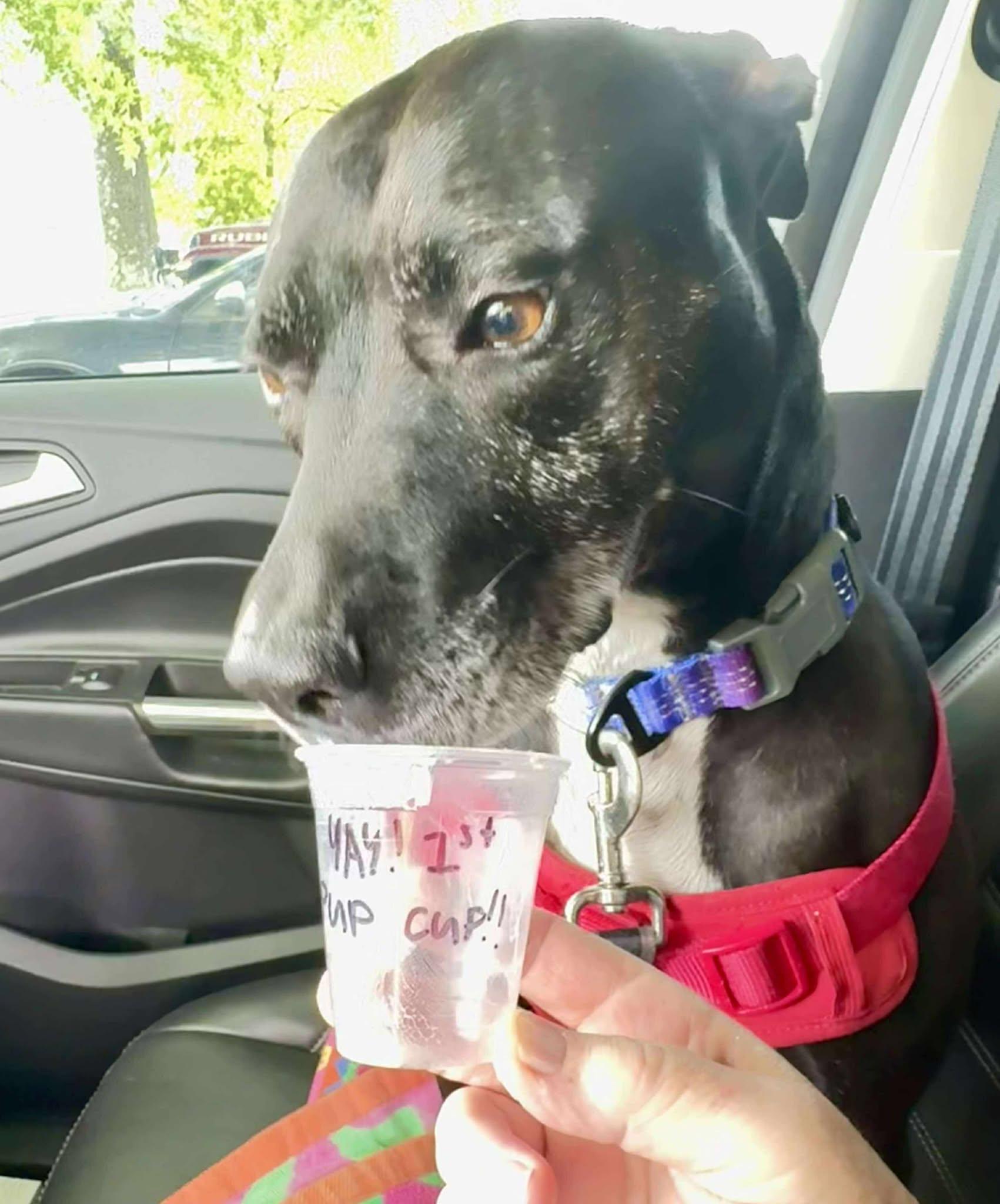 Bella, Adult Female Pit Bull Terrier