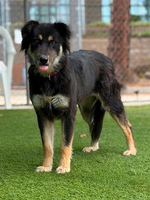 Enlarge MAMA BEAR, a Adoptable mixed breed in Agoura, CA image 1/1